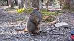 19-A rock wallaby greets us at Lake St Clair